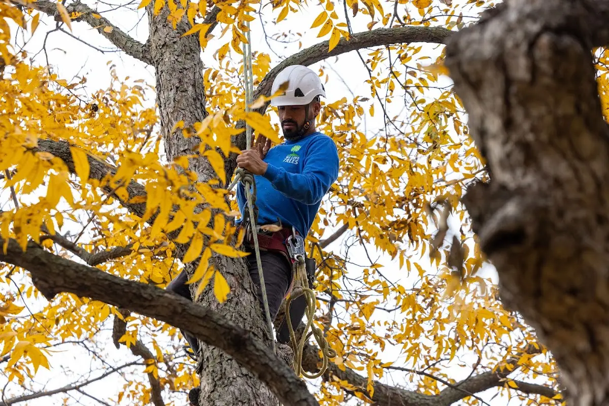 Skilled Emergency Tree Service crew working in Victor